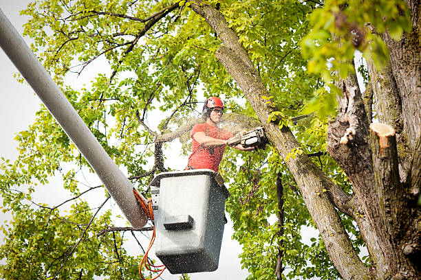 Sebree, KY Tree Services Company